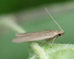 Acompsia cinerella