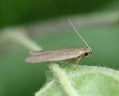 Acompsia cinerella