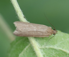 Acompsia cinerella