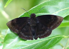 Aethilla echina coracina