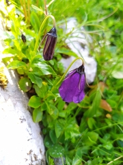 Campanula pulla