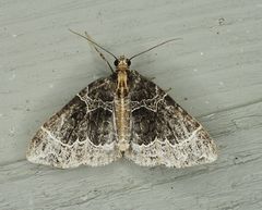 Ecliptopera silaceata