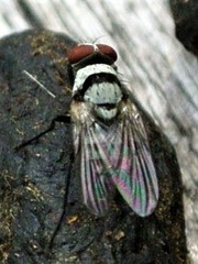 Anthomyia silvestris