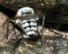 Anthomyia silvestris