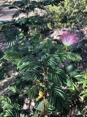Calliandra pittieri