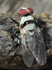 Anthomyia silvestris