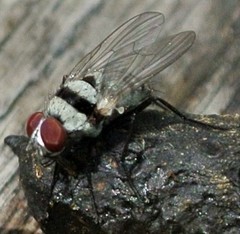 Anthomyia silvestris