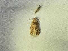 Phaecasiophora niveiguttana