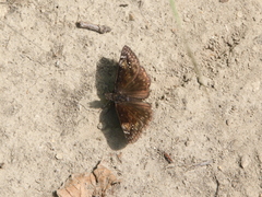 Erynnis lucilius