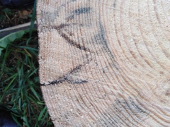 Trypodendron lineatum