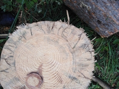 Trypodendron lineatum