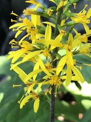 Ligularia