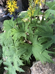 Ligularia