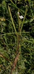 Epilobium oregonense