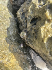 Nerita versicolor
