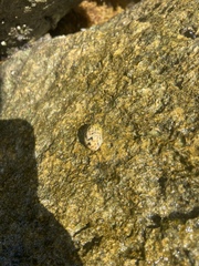 Nerita versicolor