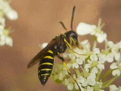 Aphilanthops frigidus