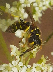 Aphilanthops frigidus