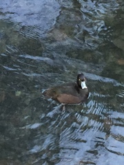 Aythya novaeseelandiae