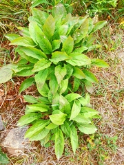 Solidago cuprea