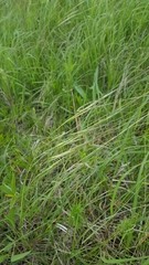 Hesperostipa spartea