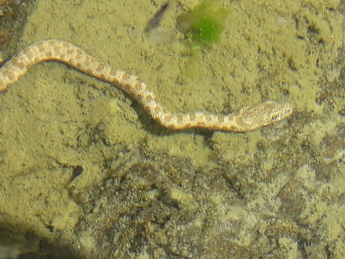 Photo of a Madrean Narrowheaded Garter Snake (Thamnophis unilabialis)