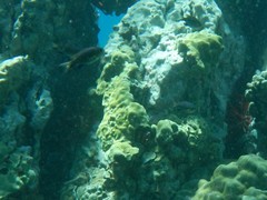 Pycnochromis vanderbilti