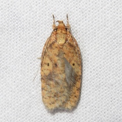 Agonopterix robiniella