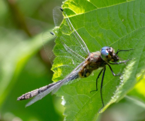 photo of Dragonflies (Anisoptera)