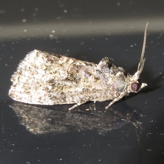 Gymnandrosoma punctidiscanum