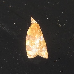 Cenopis diluticostana