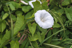 Calystegia sepium