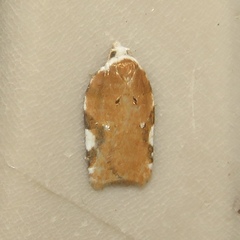 Acleris cervinana