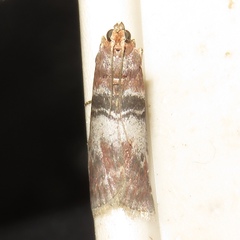 Sciota vetustella