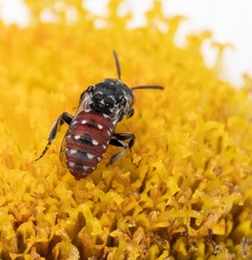 Holcopasites calliopsidis