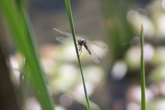 Pachydiplax longipennis