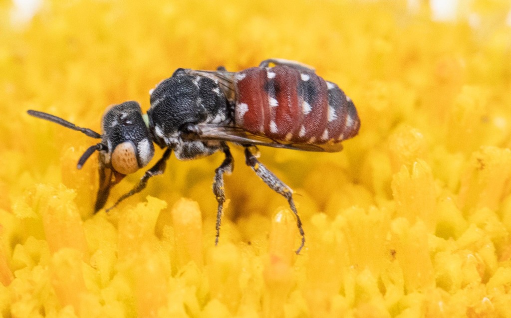 Calliopsis Cuckoo Nomad Bee