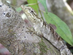 Anolis petersii