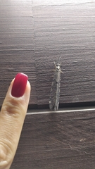 Distoleon tetragrammicus