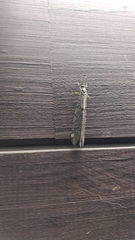 Distoleon tetragrammicus