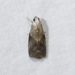Acrobasis palliolella