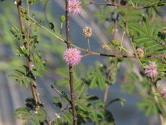 Mimosa asperata
