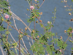 Mimosa asperata