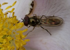 Platycheirus scutatus