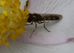 Platycheirus scutatus