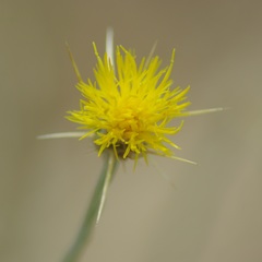 Asteraceae