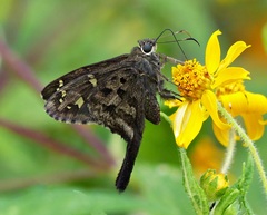 Thorybes dorantes dorantes