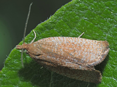 Celypha rufana