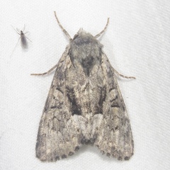 Eremobina leucoscelis