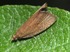 Celypha rufana